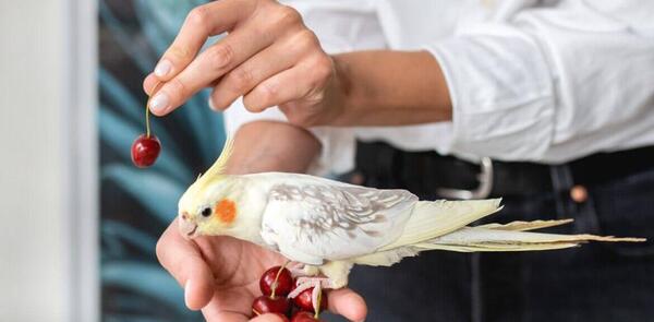 عکس عروس هلندی چی می خوره
