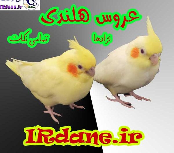 عکس عروس هلندی اصلی