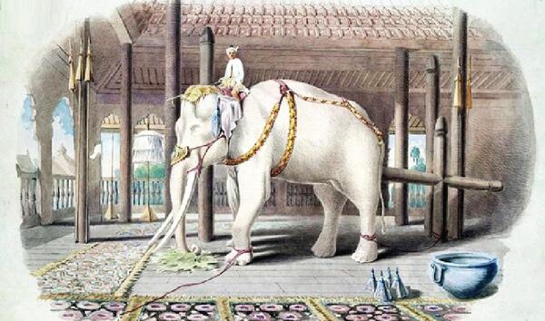 عکس کتاب فیل سفید