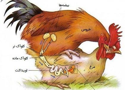 توليد مثل عکس های داخل کتاب علوم هشتم