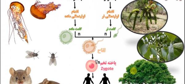 توليد مثل عکس های داخل کتاب علوم هشتم