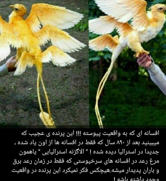 عکس ایوار واقعی