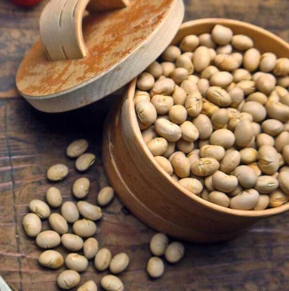 عکس دانه ی سویا