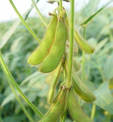 عکس دانه ی سویا