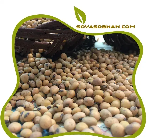 عکس دانه ی سویا