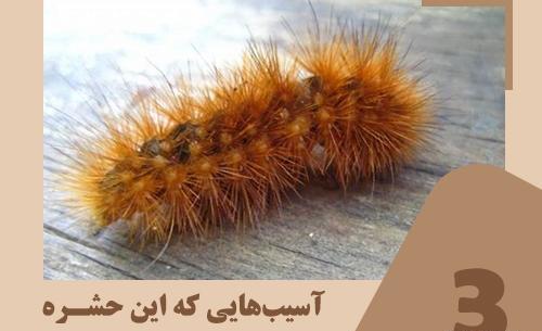 عکس کرم گربه نوروزی