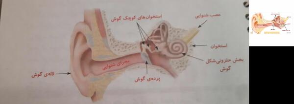 عکس در مورد مراقبت از گوش