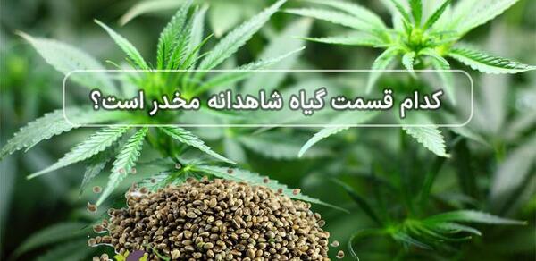 دانلود عکس گل مواد مخدر