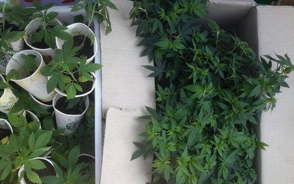 دانلود عکس گل مواد مخدر