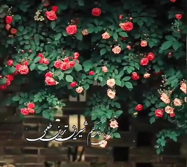 عکس تو لای مزه های زندگیم شیرین طعمی