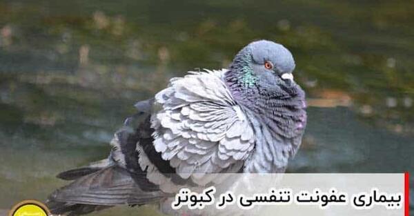 عکس تاتو کبوتر طوقی