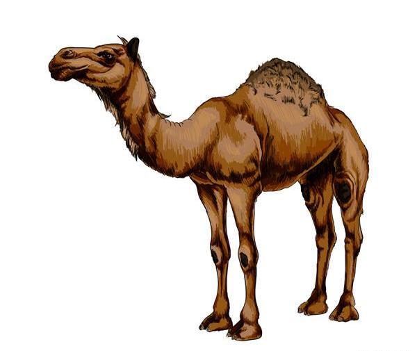 عکس تاتو کاروان شتر