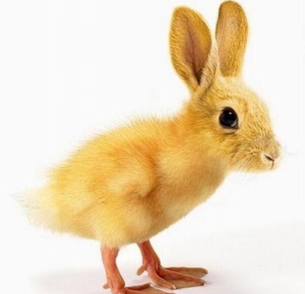 عکس خرگوش و جوجه بازیگوش
