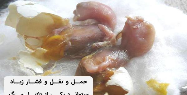 عکس جوجه مرغ مرده