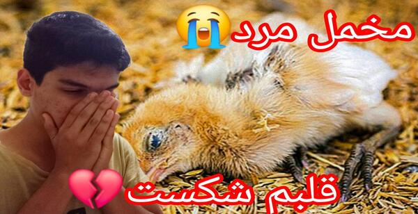 عکس جوجه مرغ مرده