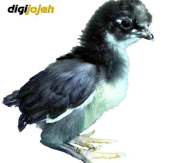 عکس جوجه مرغ مرده