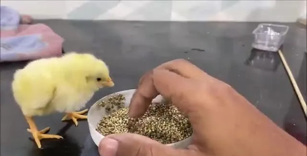 عکس جوجه مرغ مرده