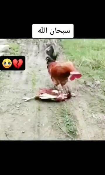 عکس جوجه مرغ مرده