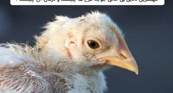 عکس جوجه مرغ مرده