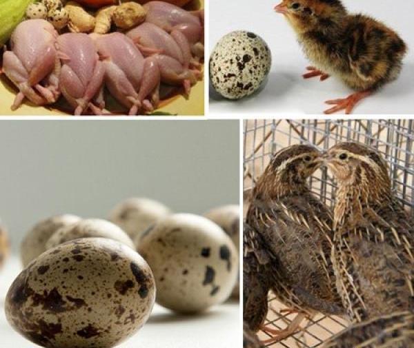 عکس جوجه بلدرچین سفید