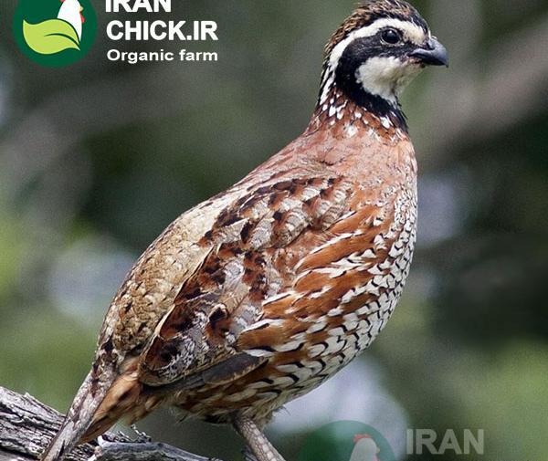 عکس جوجه بلدرچین سفید