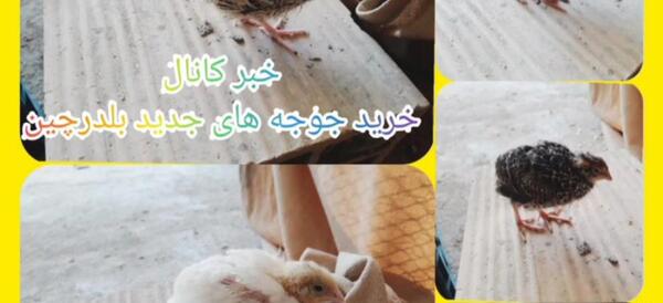 عکس جوجه بلدرچین سفید