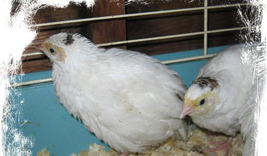 عکس جوجه بلدرچین سفید