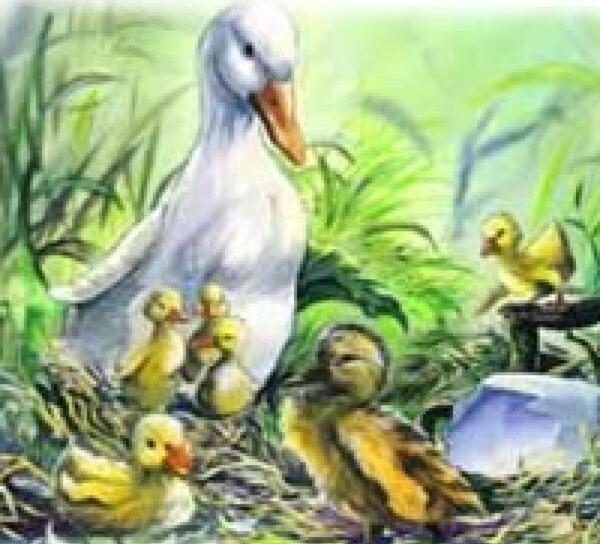عکس جوجه خیلی زشت