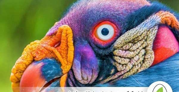 عکس جوجه خیلی زشت