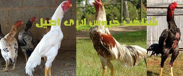 عکس جوجه خروس محلی سفید