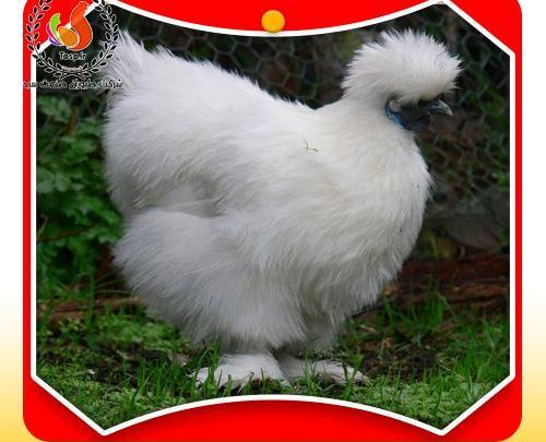 عکس جوجه خروس محلی سفید