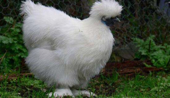 عکس جوجه چینی خانگی