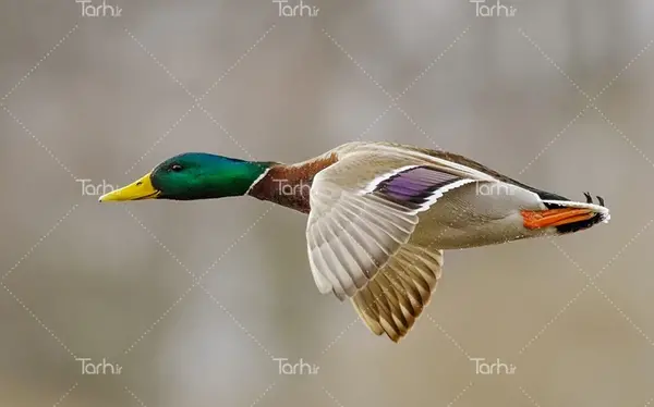 عکس جوجه اردک ترسناک