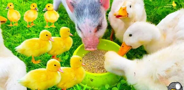 عکس جوجه اردک ترسناک