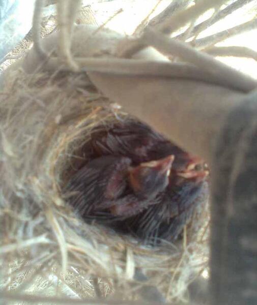 عکس جوجه ی بلبل