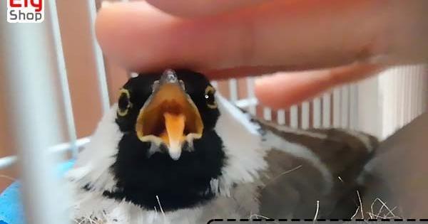 عکس جوجه ی بلبل