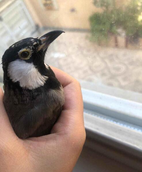 عکس جوجه ی بلبل