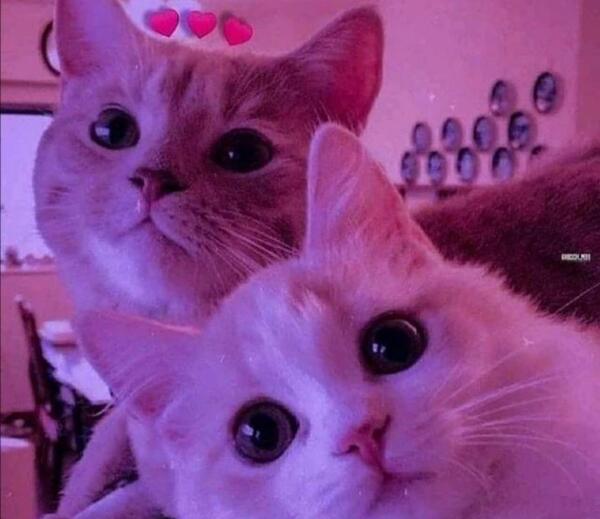 عکس بک گراند گربه بنفش