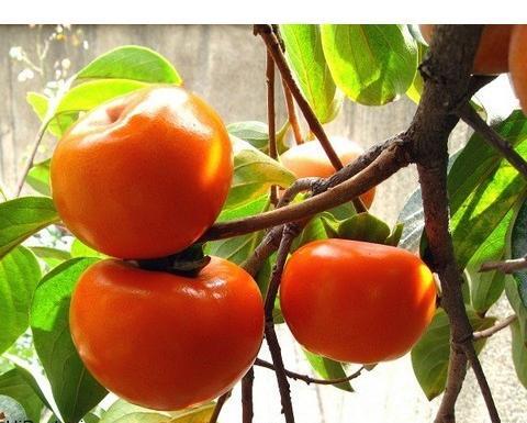 ایده عکس پاییزی با خرمالو