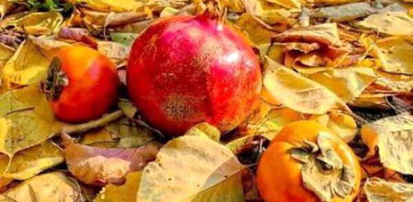 ایده عکس پاییزی با خرمالو