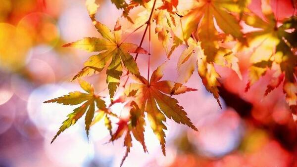 دانلود عکس های زیبای پاییزی