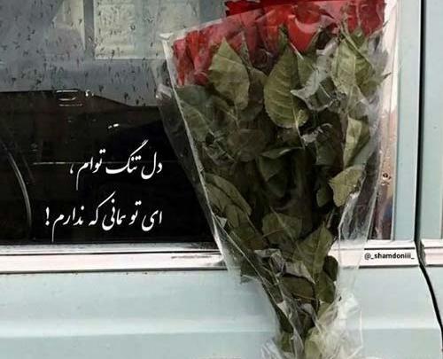 عکس تو جانی و جهانی دلبر مازندرانی