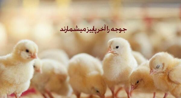 عکس استوری جوجه رو اخر پاییز میشمارن