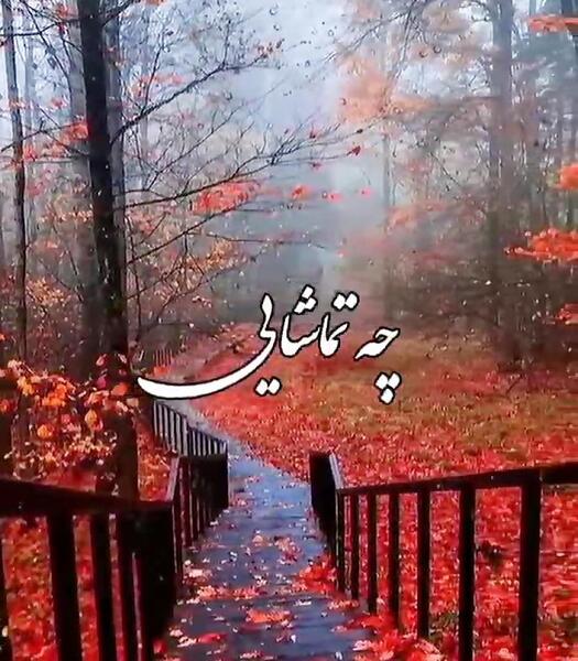 عکس کلیپ کوتاه پاییزی برای استوری