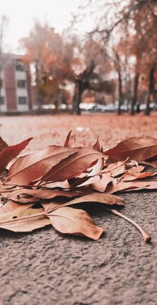 عکس کلیپ های پاییزی برای استوری