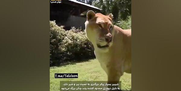گيري ببر عکس انسان نر و ماده