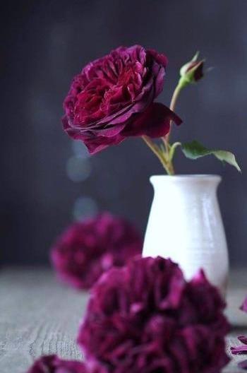 گل عکس پروفایل واتساپ دخترانه