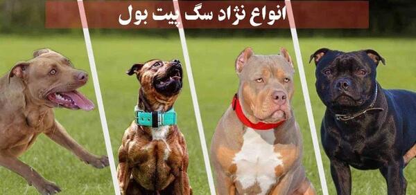 عکس وحشی ترین سگ پیت بول