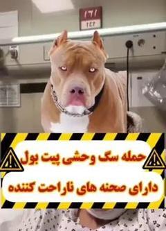 عکس وحشی ترین سگ پیت بول