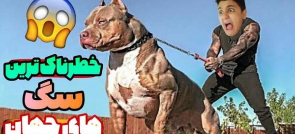 عکس وحشی ترین سگ پیت بول